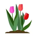 Tulip Flower